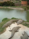 pool of 250 adult crocodiles at Croc farm.  This look out is nicknamed Coco D